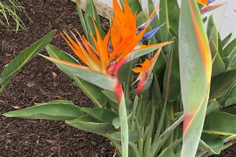 bird of paradise moisture meter level|bird of paradise soil humidity.